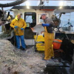 Pêche artisanale dans le Finistère : un été marqué par une forte baisse des récoltes.