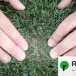 Des clubs de football adoptent des pelouses synthétiques à base de granulés de maïs.