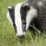 La justice met fin à la chasse aux blaireaux dans le Finistère après l’Ille-et-Vilaine et le Morbihan.