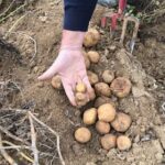 Canicules : la filière pommes de terre des Hauts-de-France en crise, industriels révisent leurs exigences.