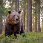 Un randonneur en Grèce meurt après avoir été poussé dans un ravin par un ours.