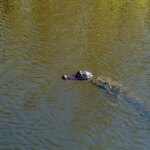 Se baigner dans une rivière : un défi pour les Suisses vivant à l’étranger.