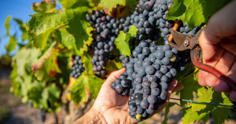 Vendanges anticipées dans le Hainaut : récolte des raisins prévue trois semaines plus tôt.
