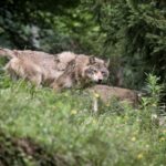 Activités estivales en Pyrénées : nuit avec les loups et vol en montgolfière disponibles.