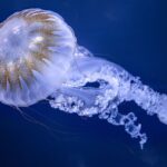 Les méduses, un atout pour la recherche médicale et l&rsquo;équilibre des océans.