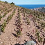 Des vignerons français gravissent une montagne pour faire face à la crise viticole.