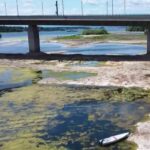 Des os de mammouth découverts dans le lit du Danube en raison de la sécheresse.