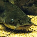 Un cancer contagieux identifié chez une variété de poisson-chat en France.