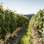 Les vendanges anticipées en Pays de la Loire interrogent les pratiques viticoles