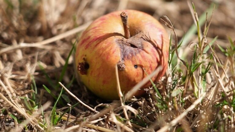 Sécheresse : les agriculteurs français alertent sur la nécessité de récolter les pommes