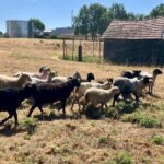 L&rsquo;écopâturage comme méthode pour réduire le risque d&rsquo;incendie en France.