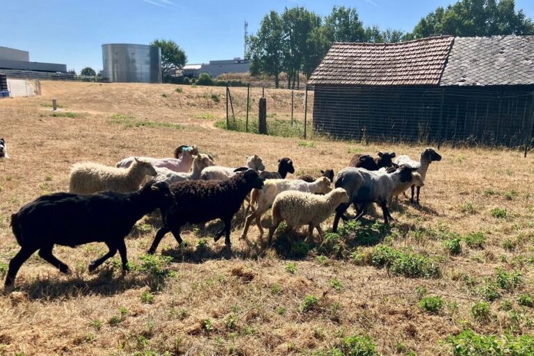 L’écopâturage comme méthode pour réduire le risque d’incendie en France.