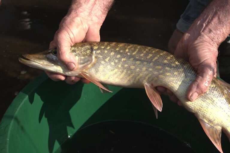 Pêches de sauvegarde organisées pour sauver les poissons face à l’assèchement des cours d’eau.