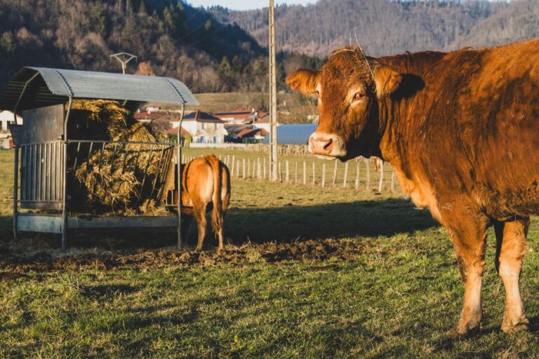 Indemnisation des entreprises de la filière bovine face à la dermatose nodulaire contagieuse.