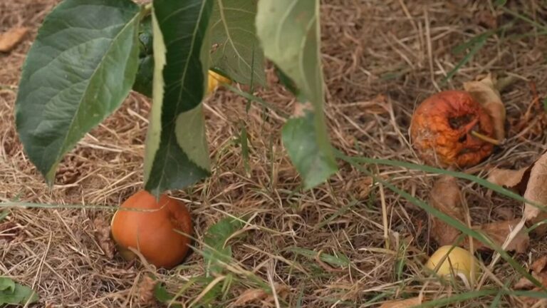 Sécheresse : inquiétude des arboriculteurs français avant les récoltes de pommes
