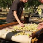 Récolte des mirabelles en France : les conditions sont réunies pour une saison fructueuse.