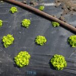 Canicules et sécheresse menacent la production de légumes en sachet en France