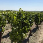 Les vendanges en Champagne débutent plus tôt que d’habitude, selon un viticulteur.