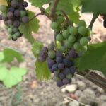 Baisse des rendements attendue dans le secteur du champagne avant les vendanges.