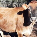 Incendies dans le Var : vaches sans lait et faune décimée par les flammes.