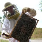 Haut-Doubs : Les abeilles en difficulté face à une saison sans fleurs