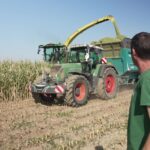 Sécheresse : les agriculteurs récoltent le maïs un mois à l’avance pour sauver le fourrage.