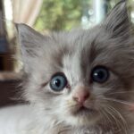 Les pompiers de Gironde sauvent un chaton coincé dans une poubelle en feu à Saumos.