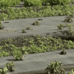 Pénuries de salades en France en raison de la sécheresse et des fortes chaleurs.
