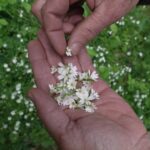 Une herboriste enseigne à cuisiner des plantes sauvages pour une alimentation quotidienne.