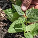 Sécheresse : Eureden met en garde sur la pérennité de la filière légumière en Bretagne.