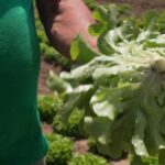 Canicule : les maraîchers alertent sur la baisse de rendement des salades en France