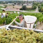 Bourgogne : des raisins petits et durs pourraient affecter les vendanges à venir.