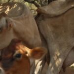 Déboussolées : des vaches du Var ne produisent plus de lait après les incendies.