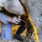La production de lait en France pourrait diminuer de 30 % cet hiver en raison de la sécheresse.