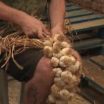 Transmission du savoir-faire de l&rsquo;ail fumé à Arleux, un héritage artisanal préservé.