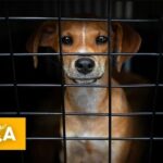 Adopter un animal sans autorisation : des associations appellent à un fichier national des adoptants.