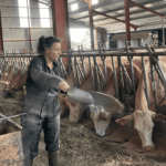 Agricultrice en France, elle ouvre un restaurant pour diversifier ses revenus grâce à l&rsquo;agritourisme.