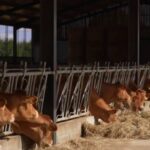 Sécheresse en France : le manque de fourrage met en péril les troupeaux agricoles