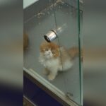 La légalité de la vente de chats et chiens en click and collect en France examinée.