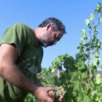 Vendanges précoces : les vignerons de Patrimoniu adaptent leurs méthodes face aux chaleurs extrêmes.