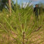 Des scientifiques testent des arbres pour anticiper la sécheresse de la fin du siècle.