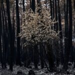 Les assureurs français se tournent vers les marchés financiers face aux feux de forêt.