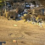 Marseille : un jardin résidentiel envahi par des poubelles et des sangliers.