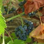 Canicules et sécheresse affectent les vignes en Haute-Saône, situation sans précédent.