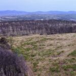 Incendies en Aude : les viticulteurs font état des pertes et des défis à relever