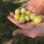 Mirabelles : maturation précoce et verdissement lié à la protection solaire.