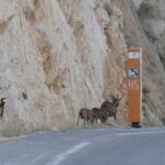 Châteauneuf-les-Martigues utilise des chèvres errantes pour promouvoir l&rsquo;écopastoralisme.