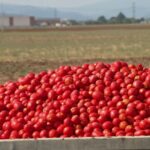 Recette de sauce tomate italienne : une tradition culinaire préservée en Italie