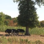 Sécheresse : les éleveurs face à la difficulté de nourrir leur bétail en prairie.