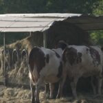 Sécheresse : l&rsquo;inquiétude des agriculteurs et producteurs de fromages AOP en France